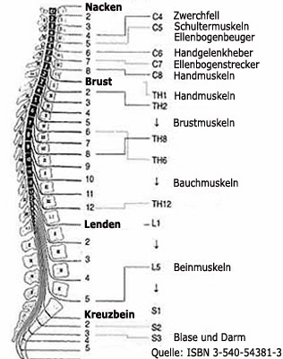 In der Grafik ist die Muskelinvertation zu sehen