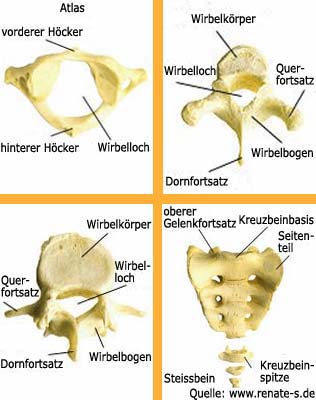 Hier sind die unterschiedlichen Wirbelkörper abgebildet.